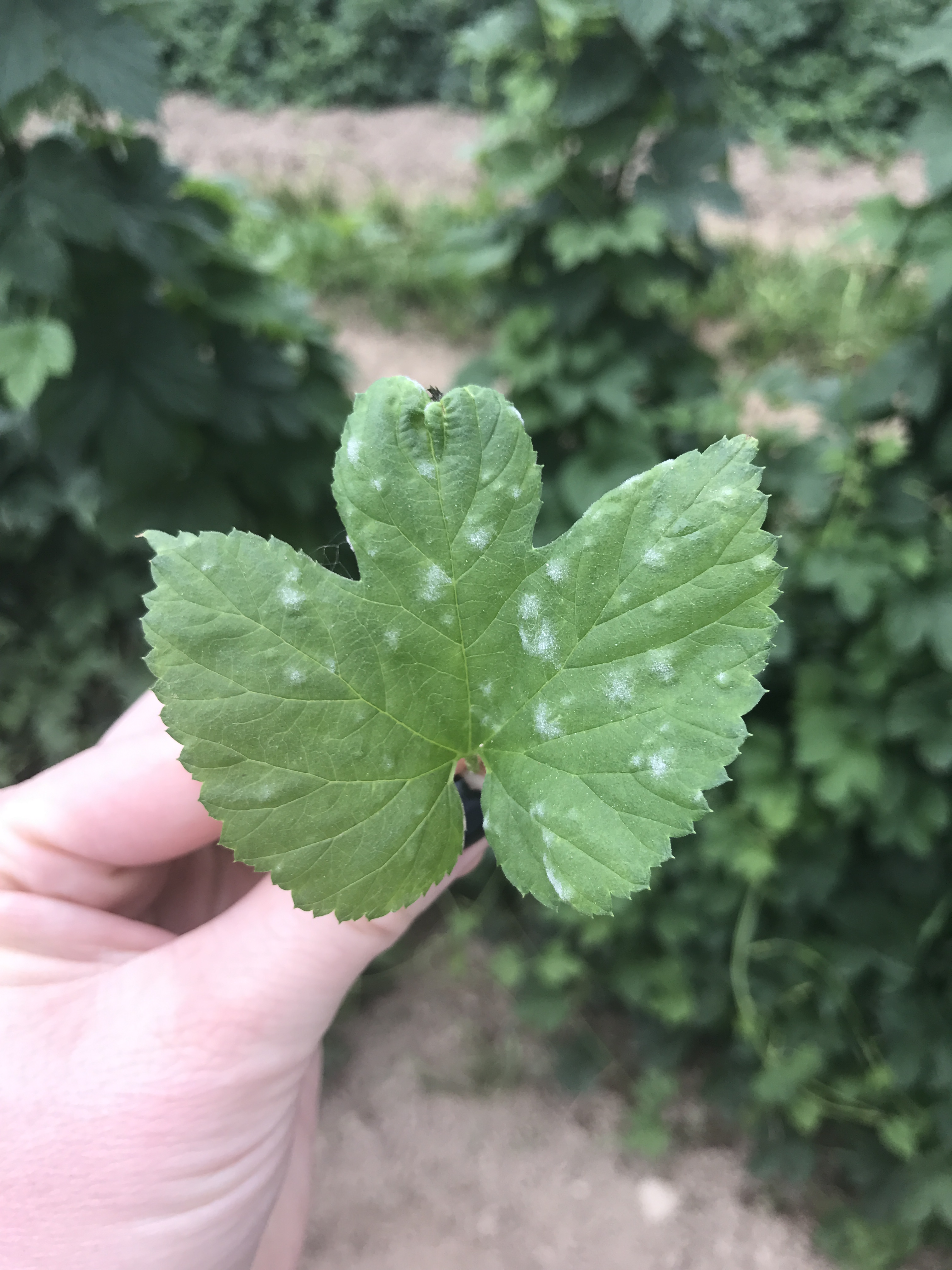 Powdery mildew on leaves.